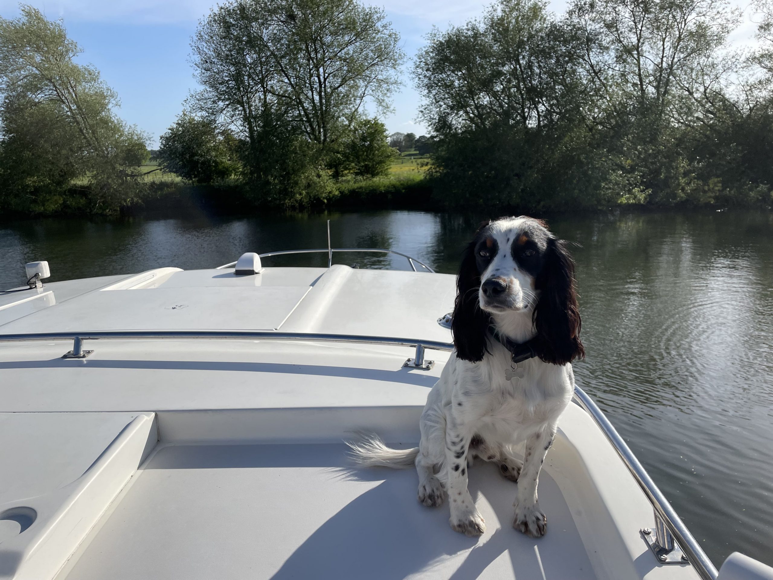 A Guide for your Dogfriendly Boat Trip / PetsPyjamas