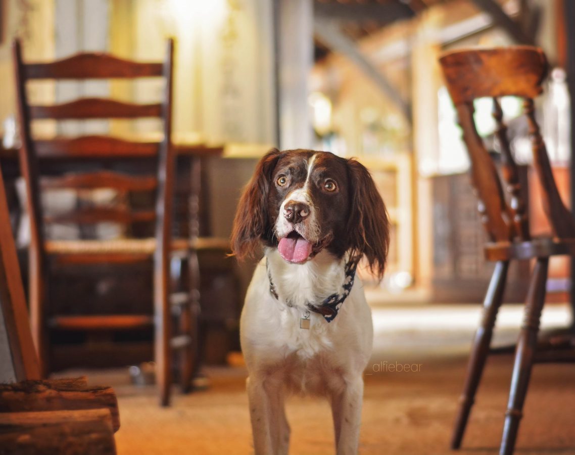 The 10 best dogfriendly pubs in Devon
