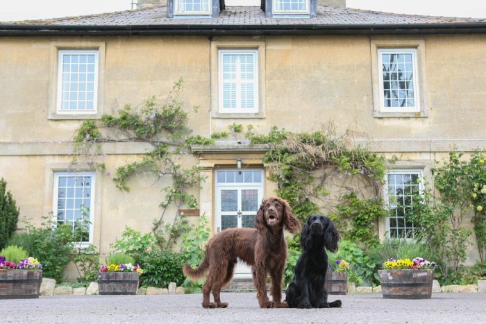 Top 10 Dog Friendly Hotels In Wiltshire PetsPyjamas top-10-dog-friendly-hotels-in-wiltshire-petspyjamas