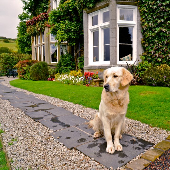 Top 10 Luxury DogFriendly Hotels / PetsPyjamas