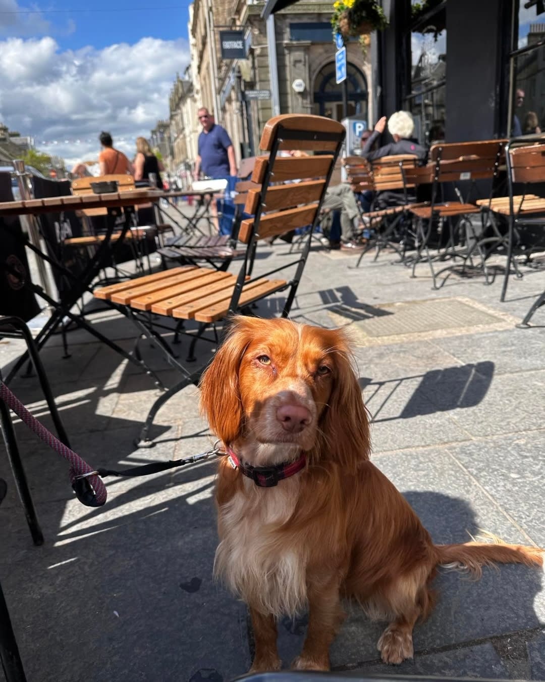 9 Best DogFriendly Restaurants In St Andrews PetsPyjamas