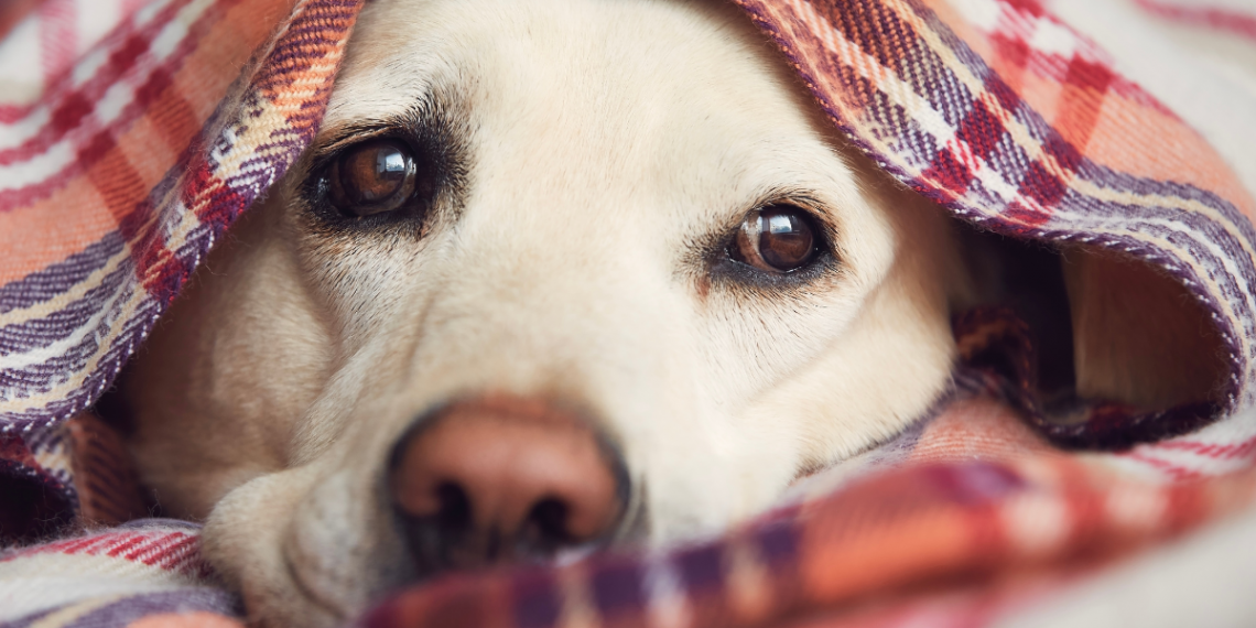 How To Calm Your Dog On Bonfire Night PetsPyjamas